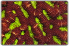Close Maze Brain Coral